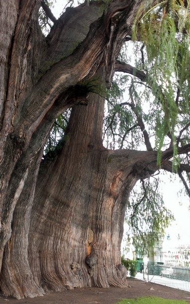 2000-year-old-tree1
