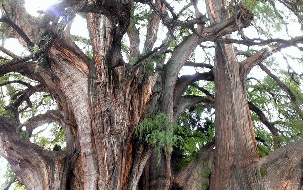 giant-old-tree-oaxaca