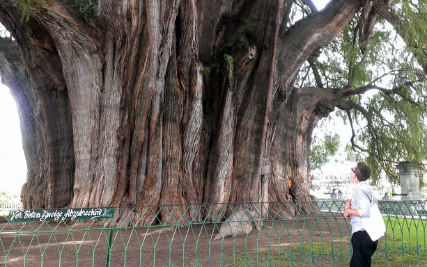 world-oldest-tree